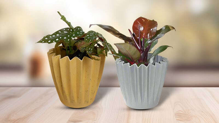 Get Well Soon Plants