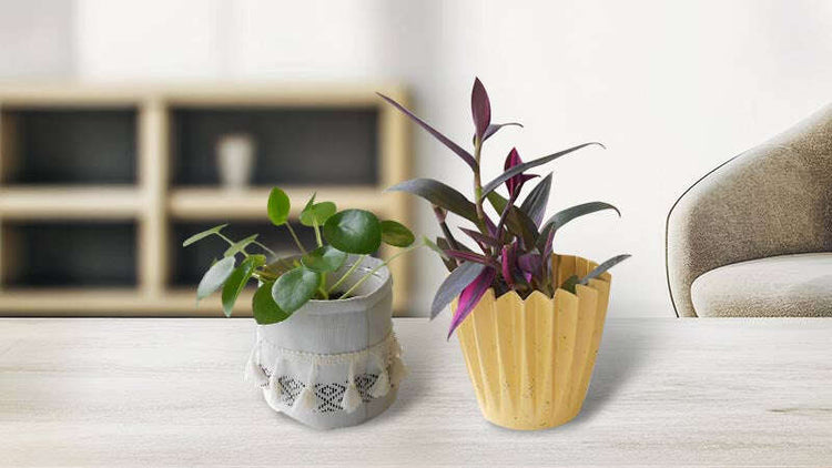 Good Luck Plant