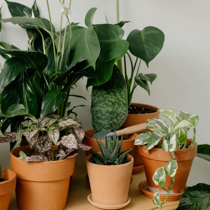 House Plant for Sale Online: Next Day Delivery Available