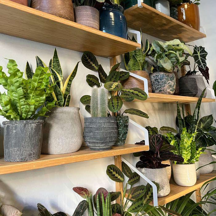 Houseplants in 13cm Pots