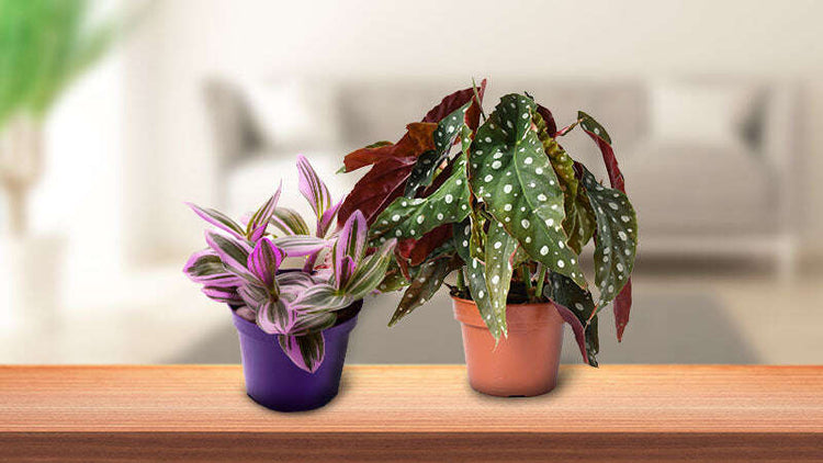 Indoor Flowering House Plants UK
