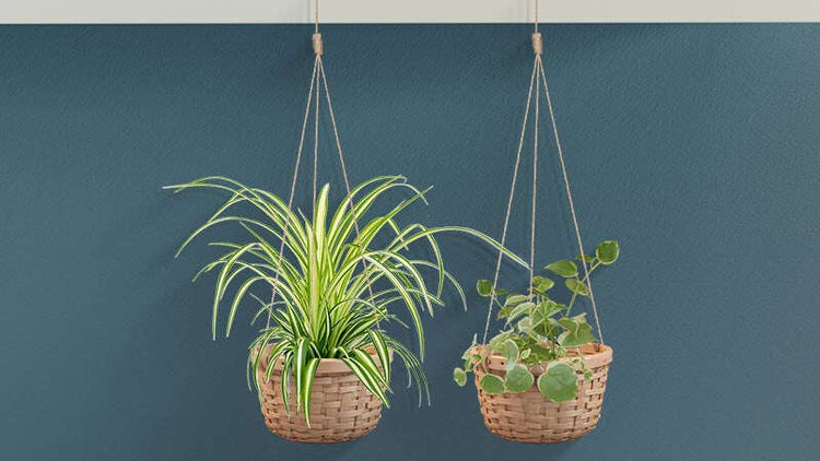 Indoor Hanging Plants