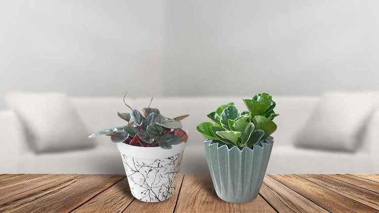 Indoor Plant Gifts