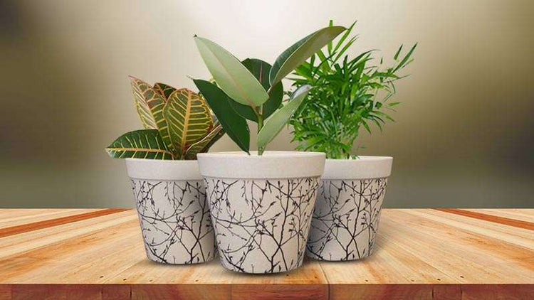 Indoor Plant Trio