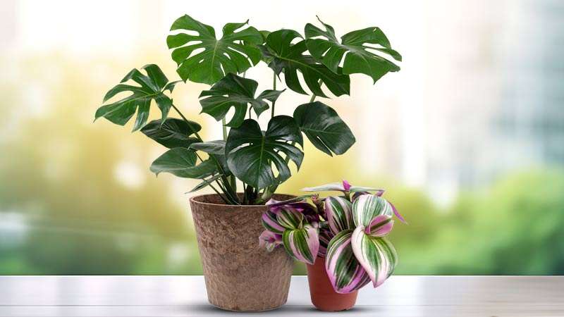 Indoor Plants that Vine