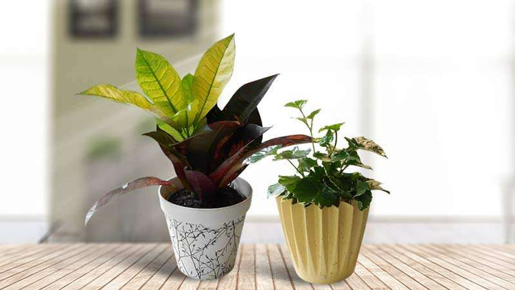 Indoor Tree Plants