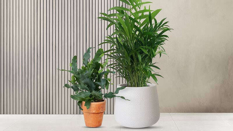 Low Maintenance Indoor Plants
