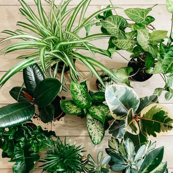 House Plants in 15cm Pots