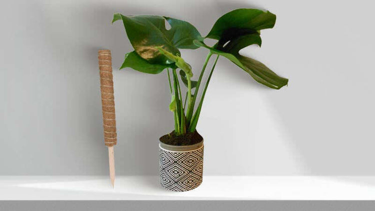 Moss Pole for Cheese Plant
