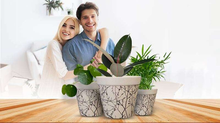 New Home Plant