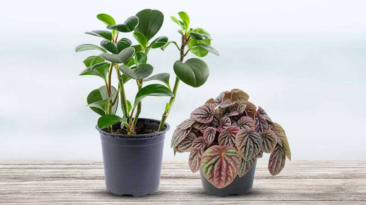 Peperomia Plants for Sale