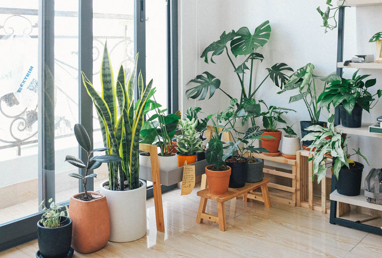 Houseplants for Bright Spaces