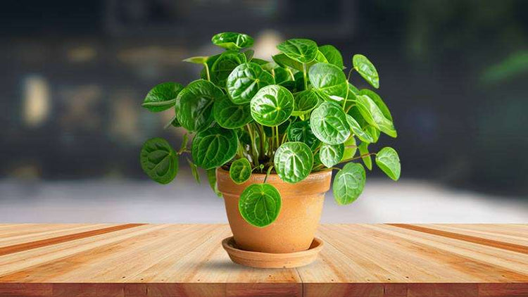 Pilea Plant for Sale