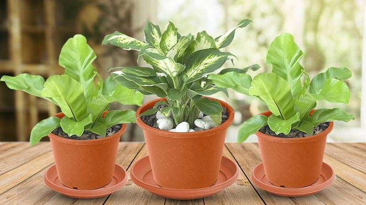 Plastic Plant Pot Saucers