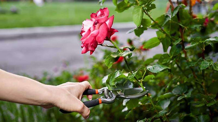 Pruning Snips