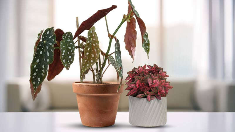 Red Leaf Indoor Plant | Red Houseplants | Shop Now