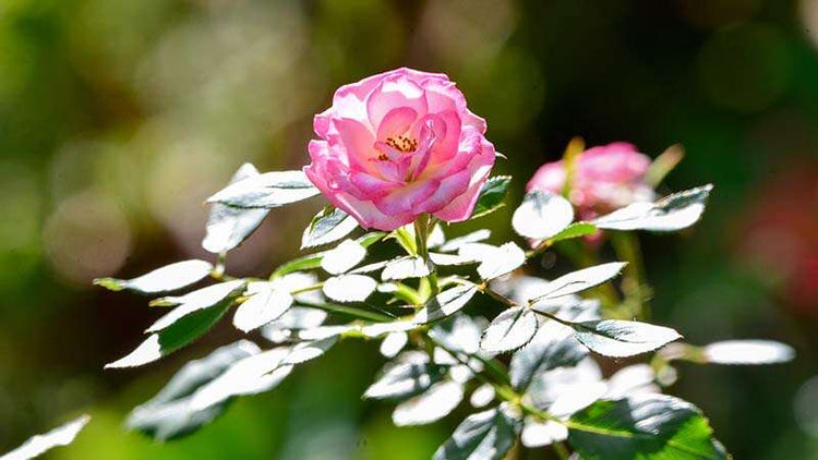Rose Feed