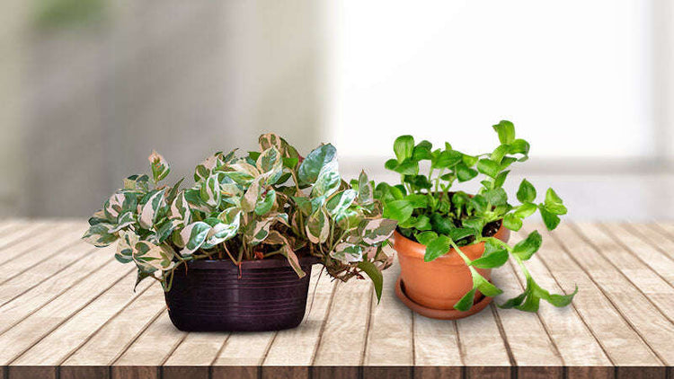 Small Climbing Indoor Plants