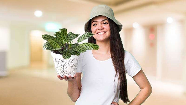 Thank You Plant
