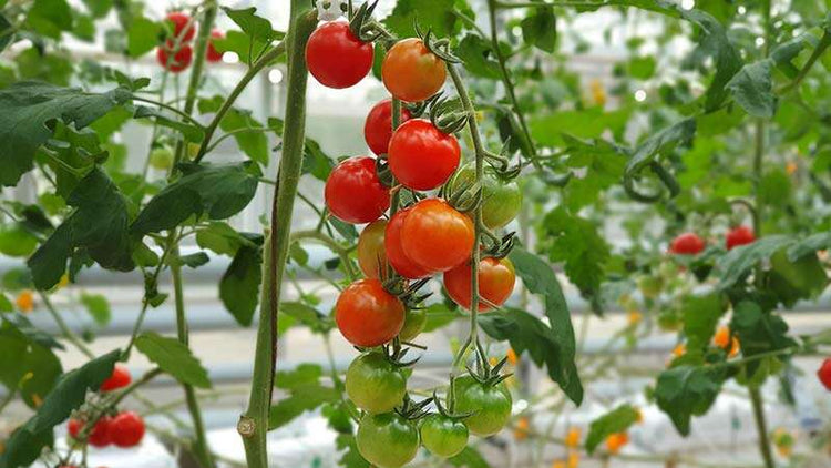 Tomato Feed