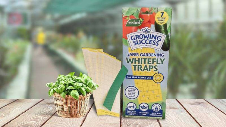 Whitefly Sticky Traps