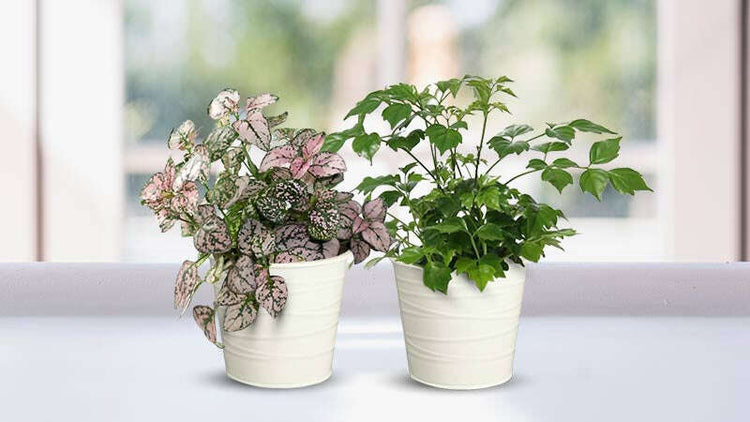 Window Sill Plants