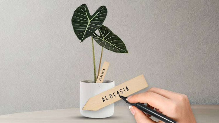 Wooden Plant Labels