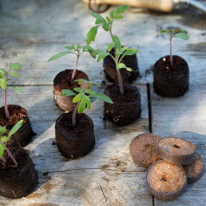 House Plant Soil & Houseplant Compost | Small Indoor Plants