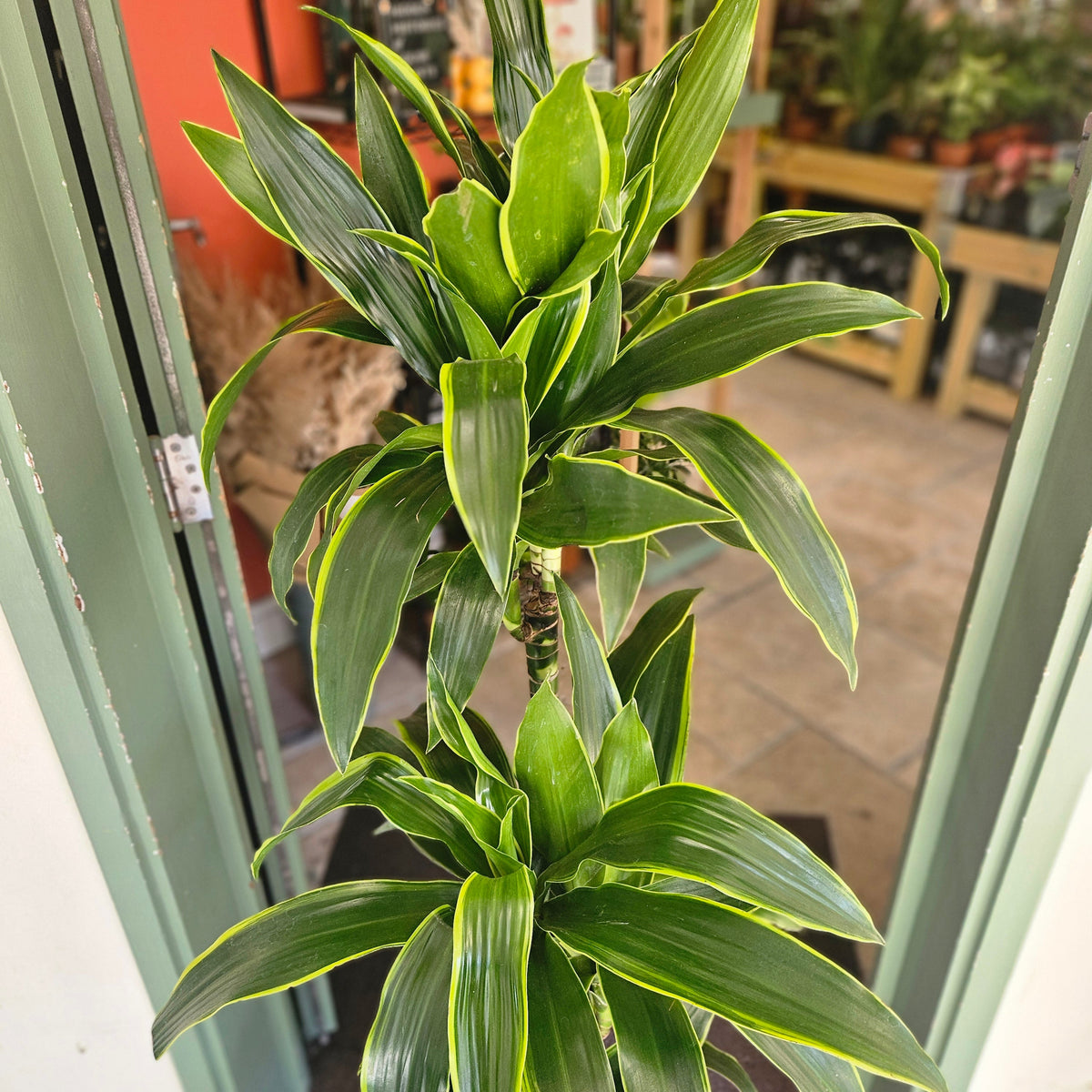 Dracaena fragrans (Corn Plant)