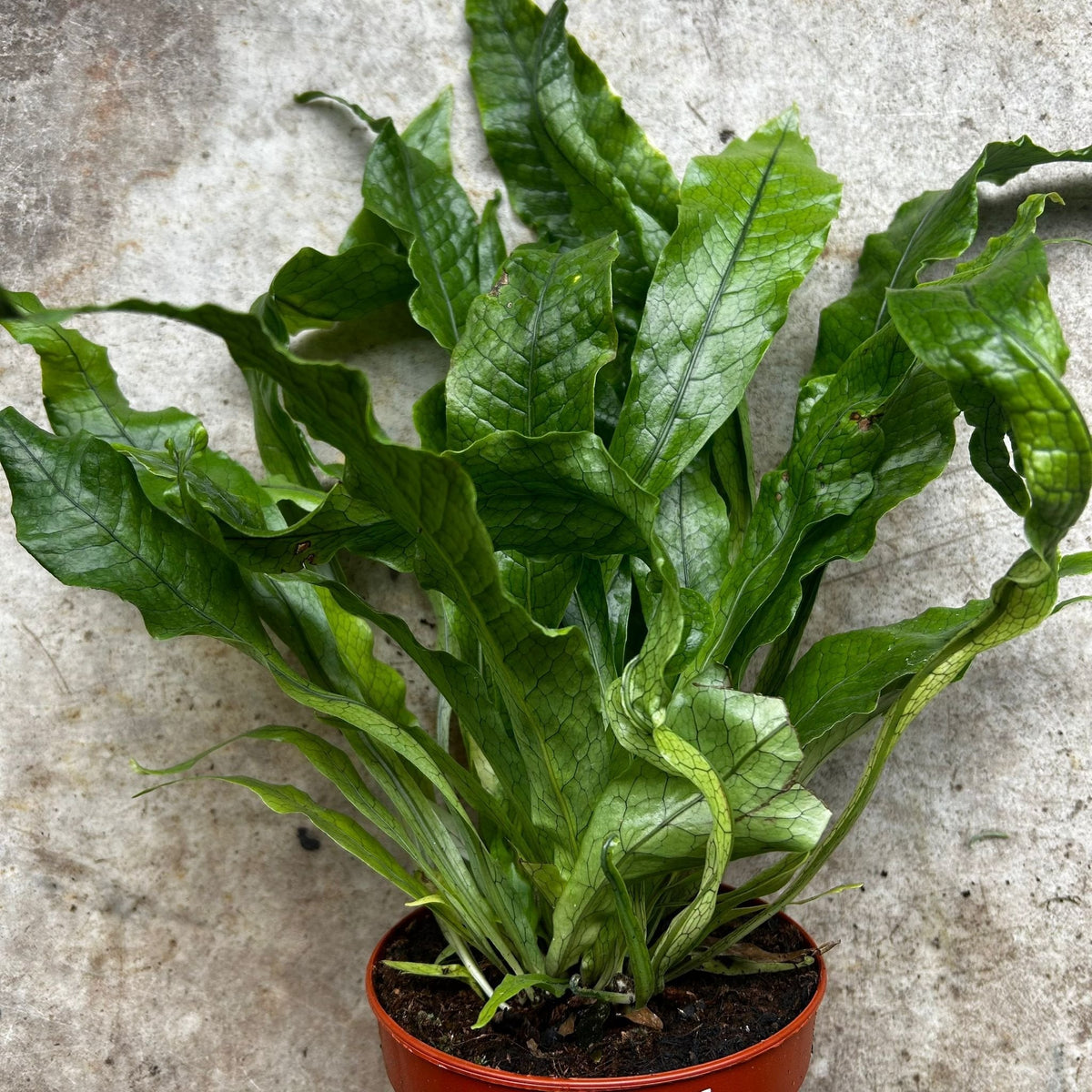 Microsorum musifolium 'Crocodyllus' (Crocodile Fern)