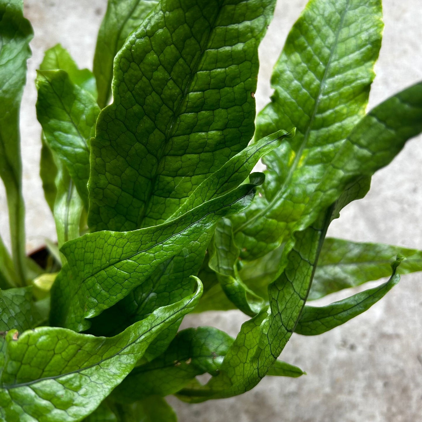 Microsorum musifolium 'Crocodyllus' (Crocodile Fern)