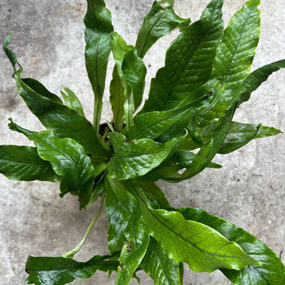 Microsorum musifolium 'Crocodyllus' (Crocodile Fern)