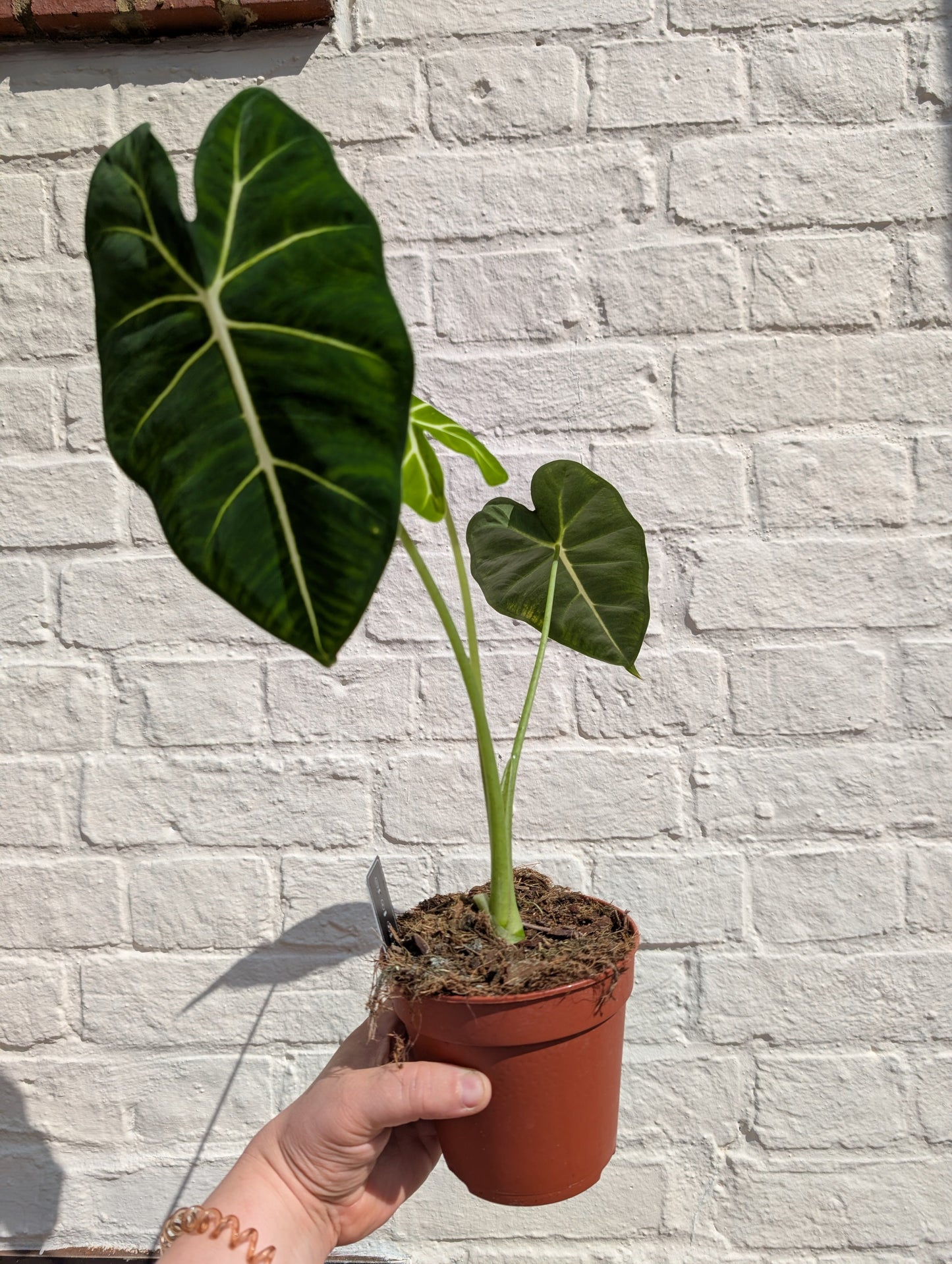 Alocasia micholitziana 'Frydek'