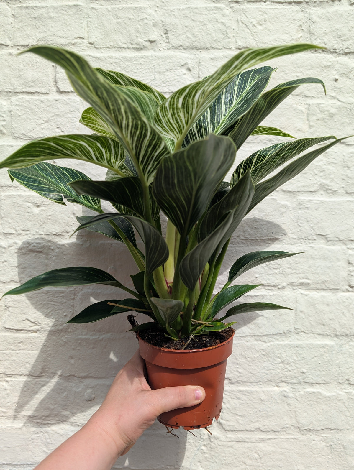 Philodendron birkin 'White veins'