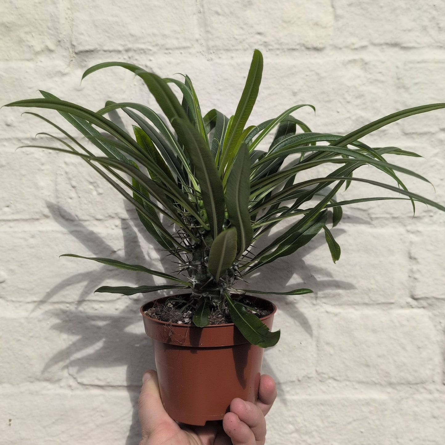 Pachypodium lamerei (Madagascar Palm)