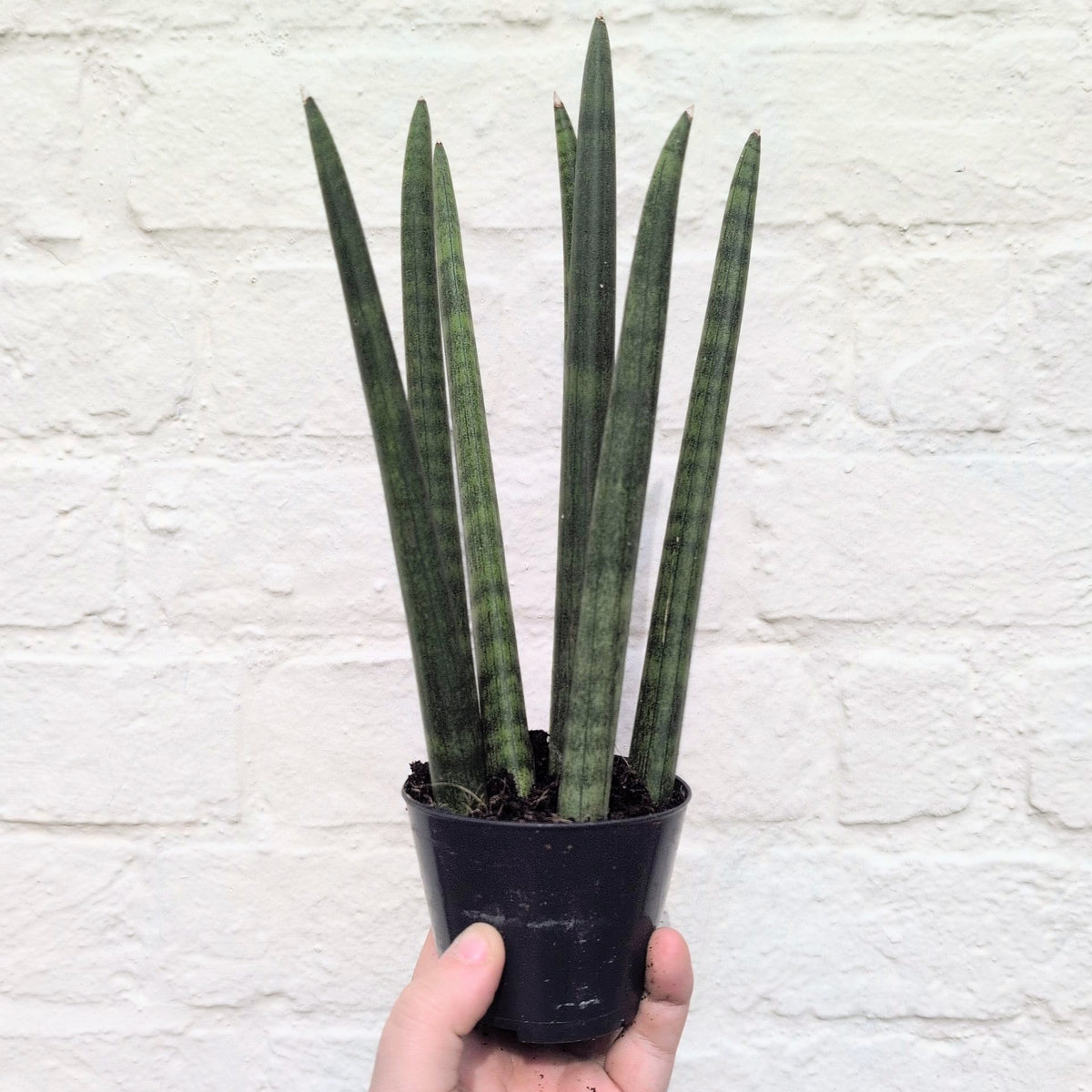 Sansevieria bacularis 'Mikado' (Snake Plant)