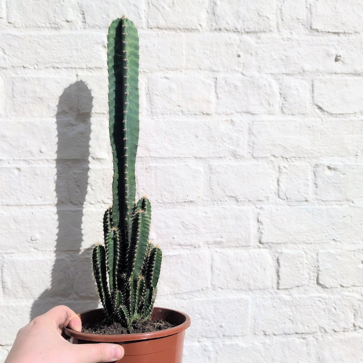 Cereus Peruvianus 'Florida'