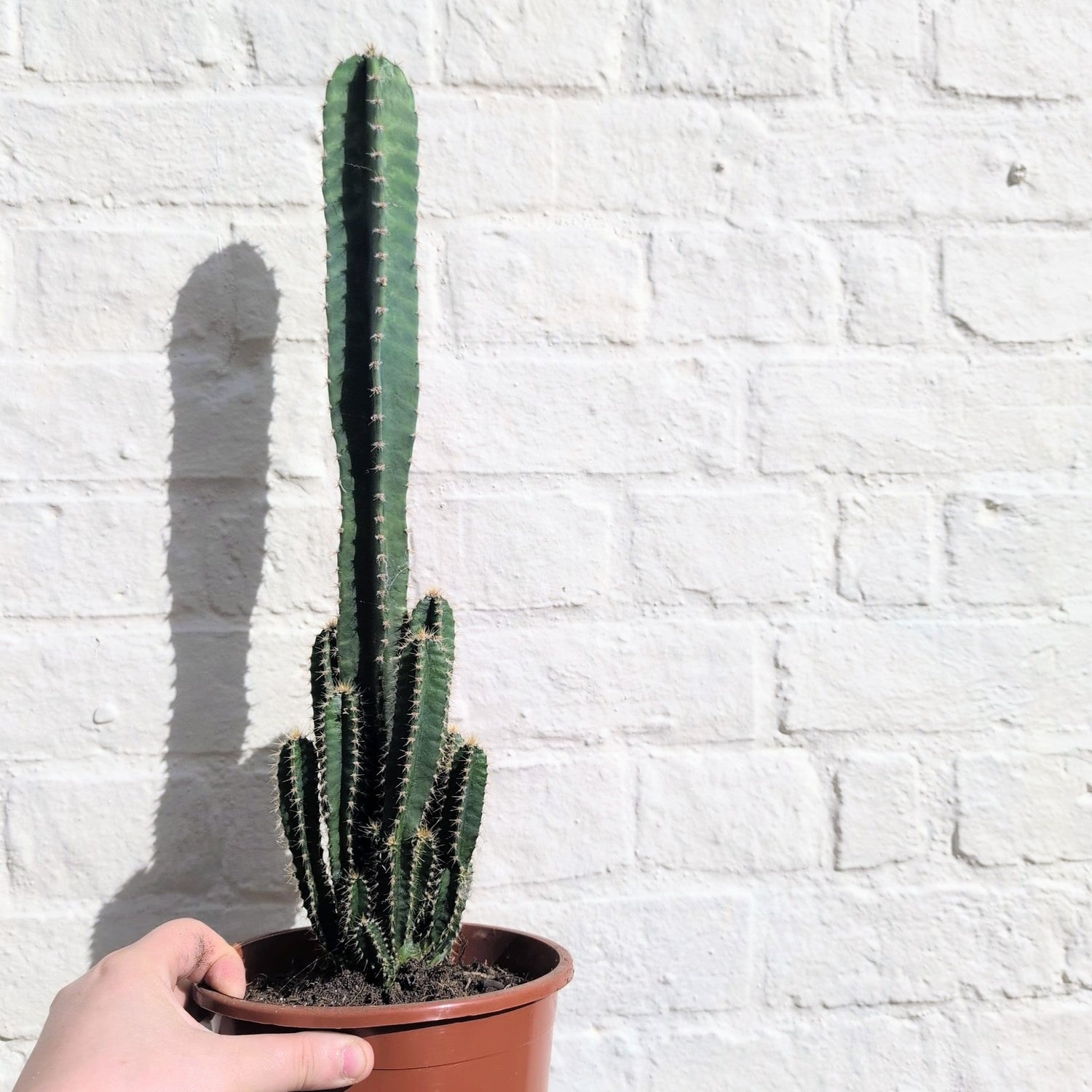Cereus Peruvianus 'Florida'