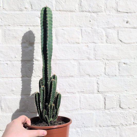 Cereus Peruvianus 'Florida'
