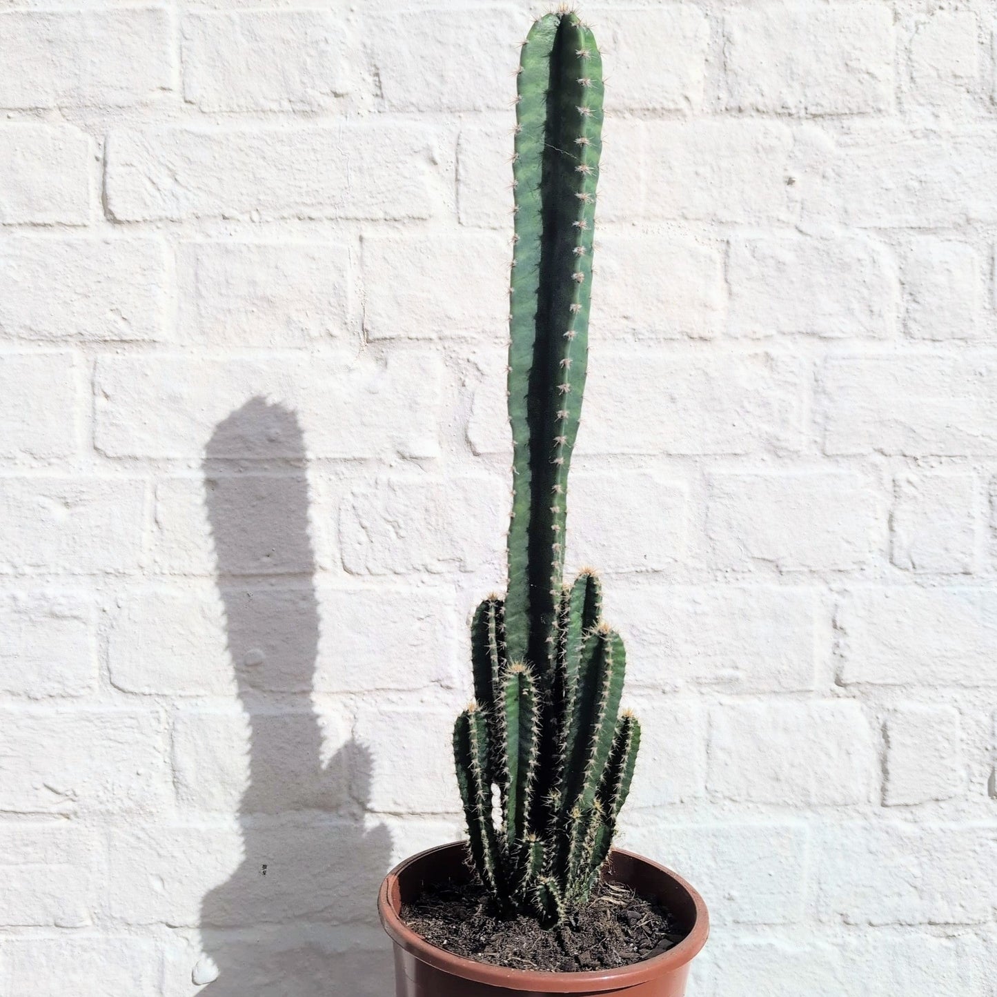 Cereus Peruvianus 'Florida'