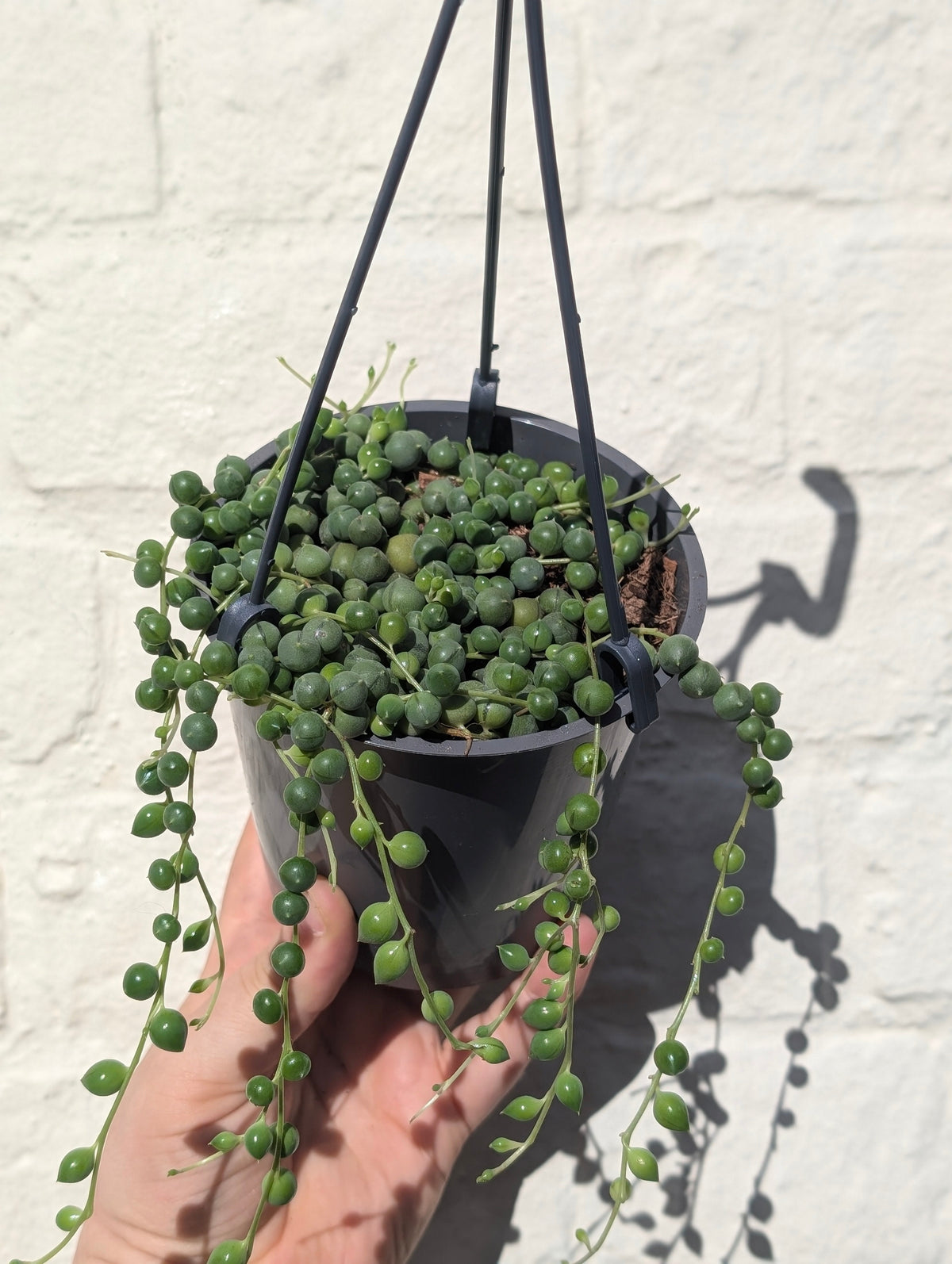 Curio rowleyanus (String of Beads)