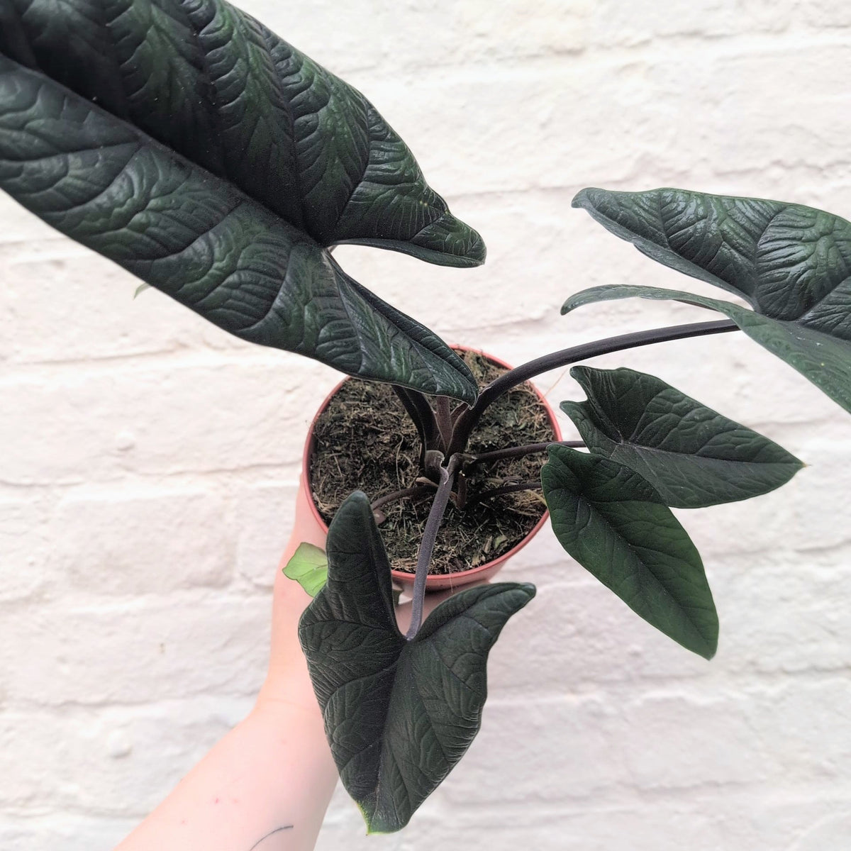Alocasia scalprum 'Samar Lance'