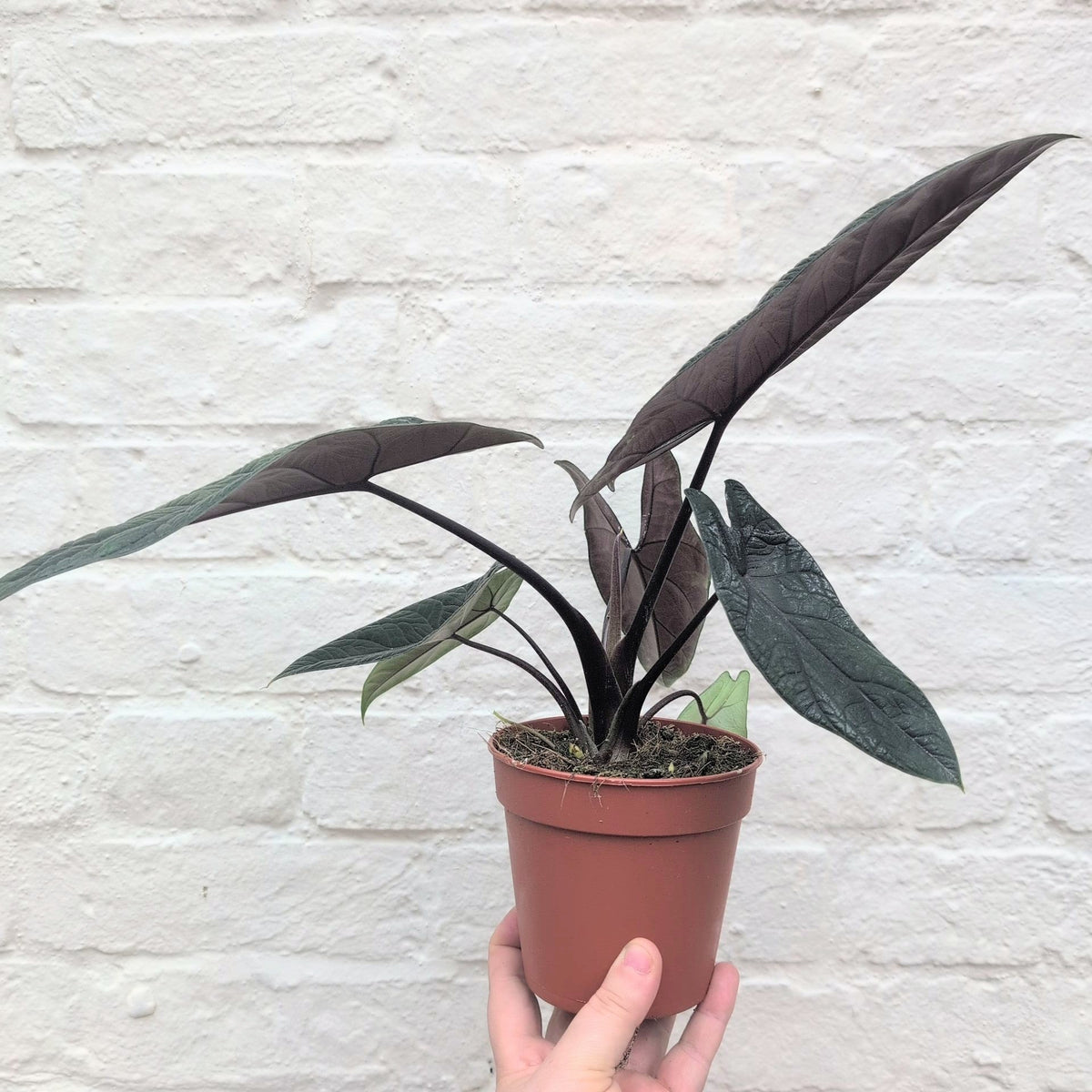 Alocasia scalprum 'Samar Lance'