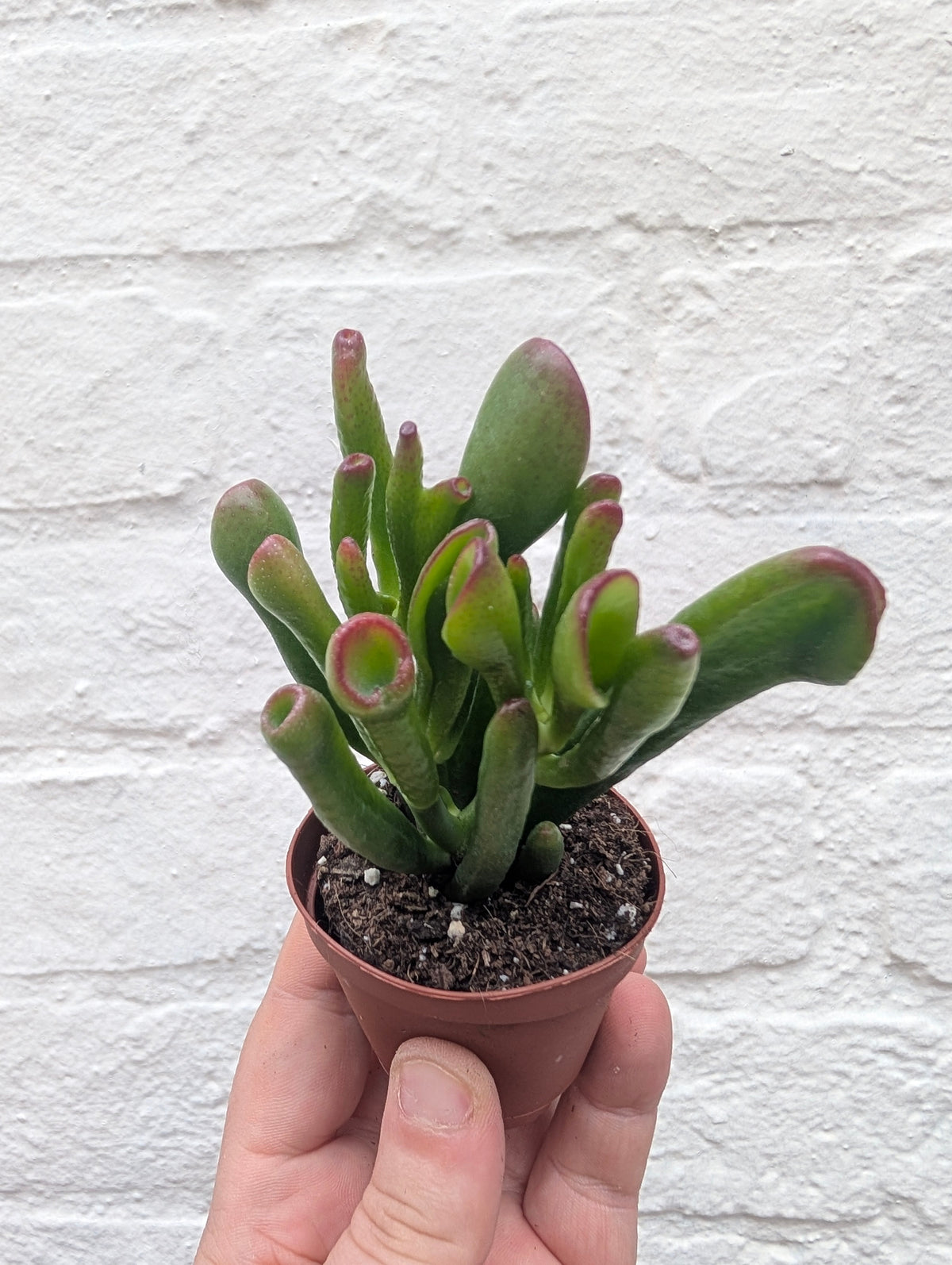 Crassula ovata 'Gollum' (Jade plant)