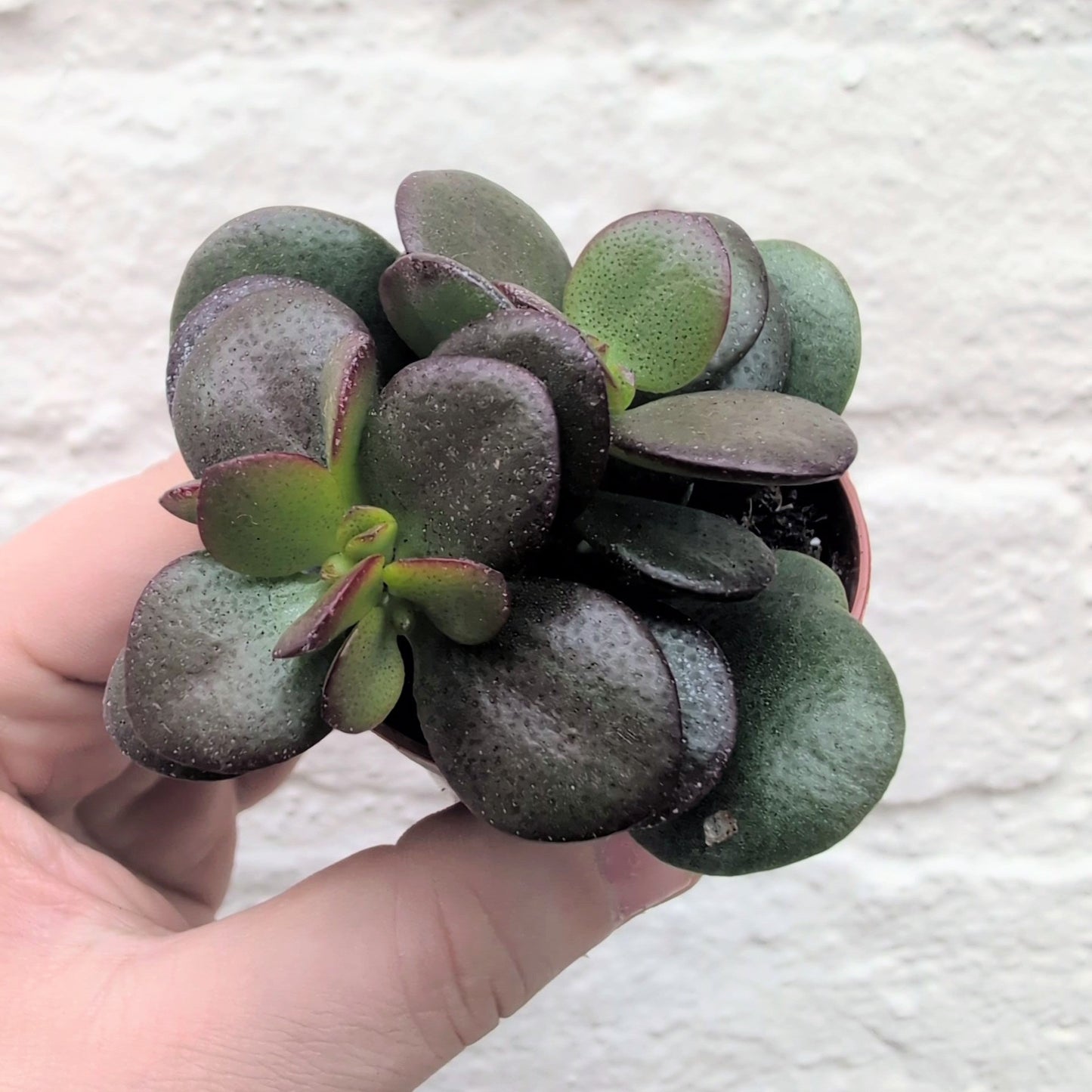 Crassula ovata 'Minor' (Jade plant)