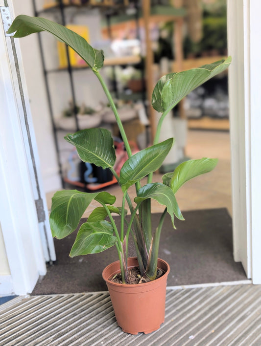 Strelitzia Nicolai Plant - White Bird of Paradise Houseplant