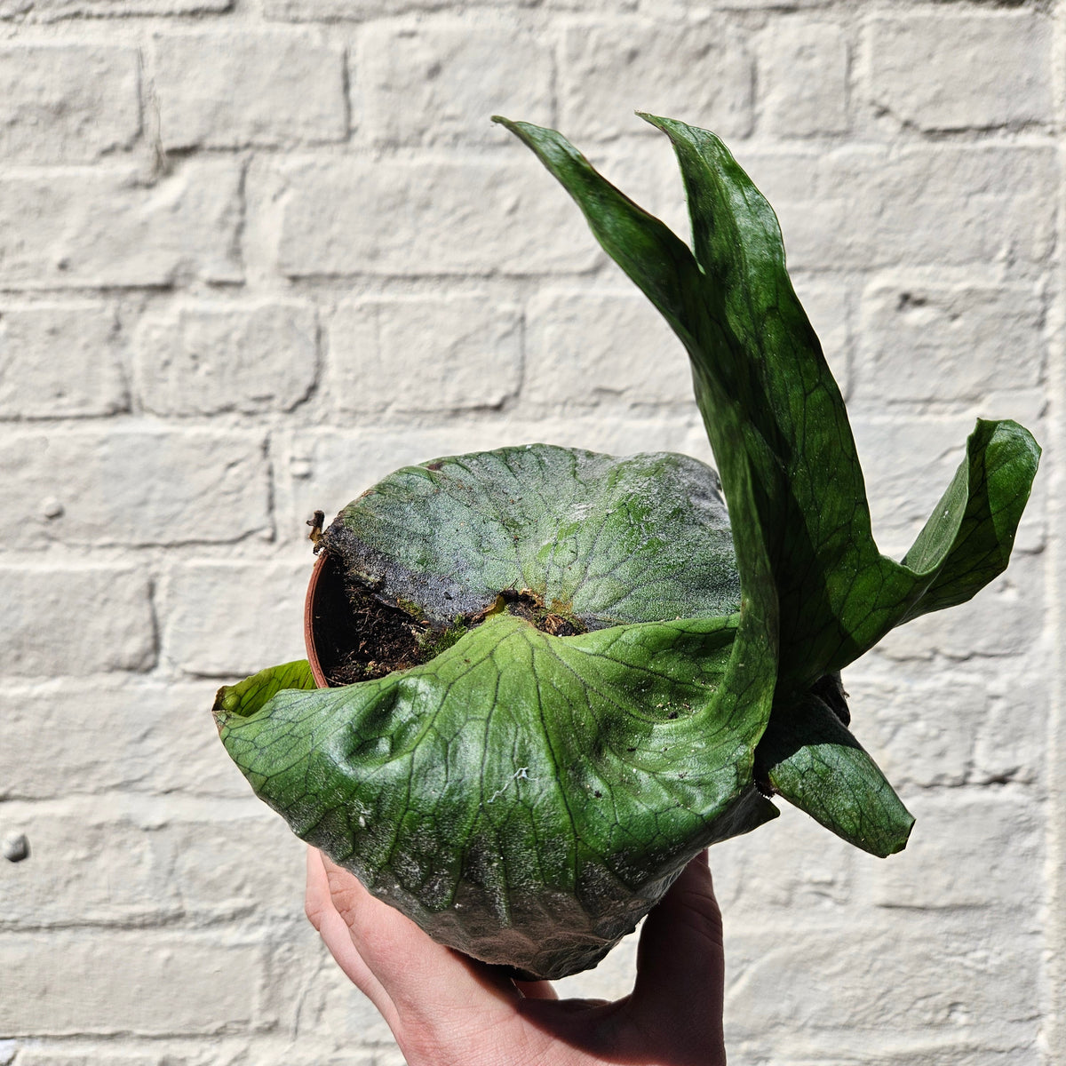 Platycerium 'Superbum' (Giant Staghorn Fern)