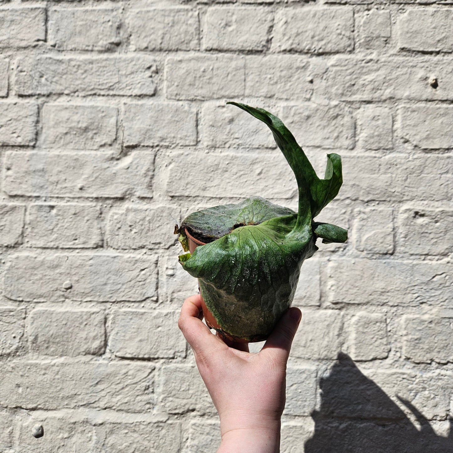 Platycerium 'Superbum' (Giant Staghorn Fern)