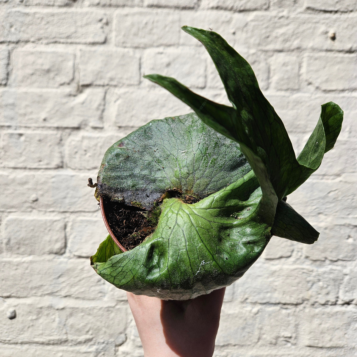 Platycerium 'Superbum' (Giant Staghorn Fern)