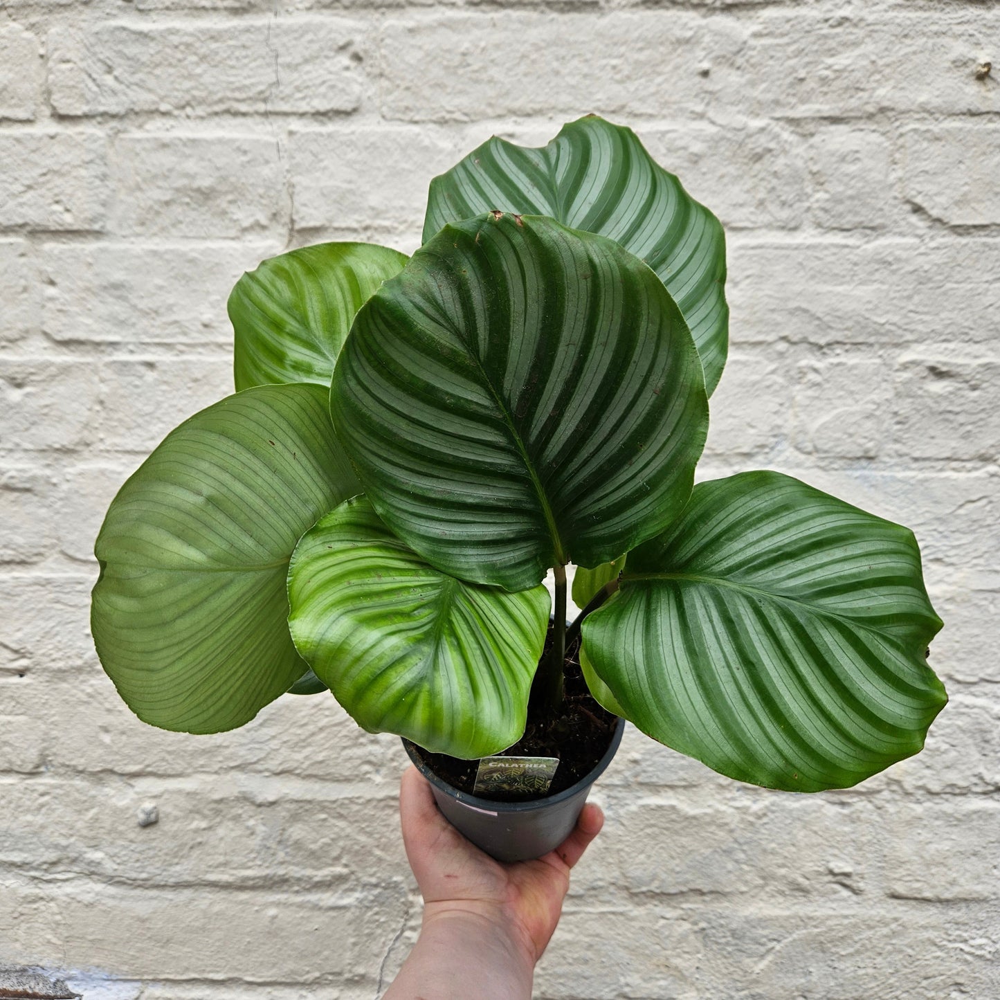 Calathea orbifolia (Prayer Plant)